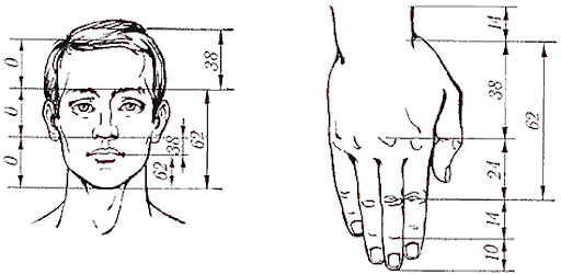 Соотношение частей тела человека